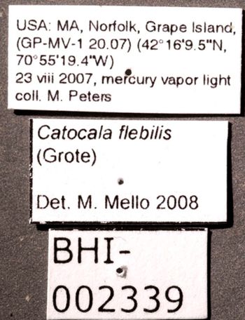 Media type: image;   Entomology 622403 Aspect: labels